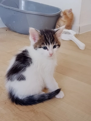 main coon-mix kitten