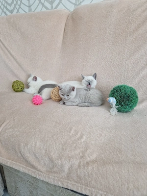 Reinrassige BKH Kitten in Weiß und Blue Tabby Farbe. Auszugsbereit .