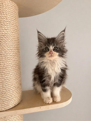 Maine Coon Kitten mit Stammbaum