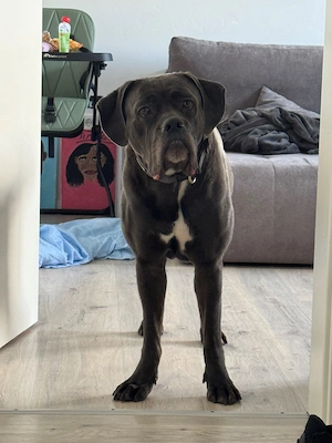 Cane Corso Hündin