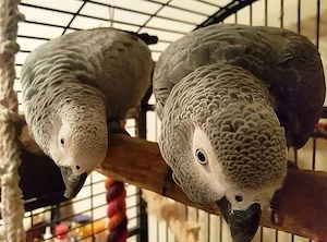 Graupapageien zu verkaufen   Harmonisches Pärchen (4 & 5 Jahre alt)