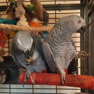 Graupapageien zu verkaufen   Harmonisches Pärchen (4 & 5 Jahre alt) Bild 3