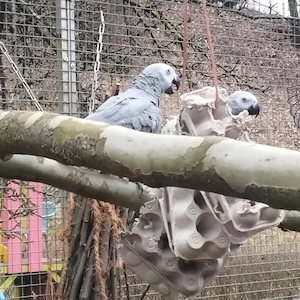Graupapageien zu verkaufen