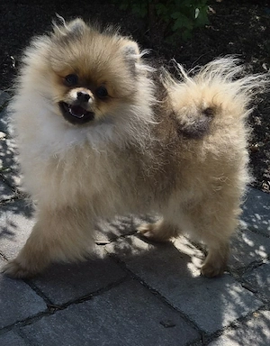 Pomeranian Zwergspitz Rüde 6Monate FCI Champion