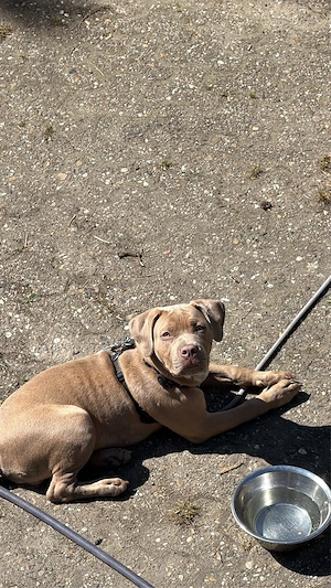 American Bully XL | ABKC Stammbaum. 