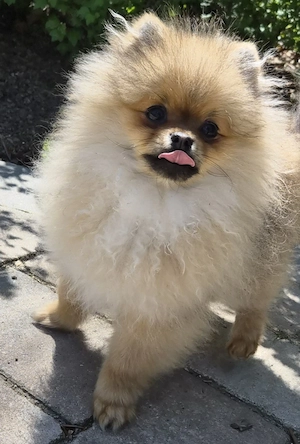 Pomeranian Zwergspitz Rüde 6Monate FCI Champion Bild 5