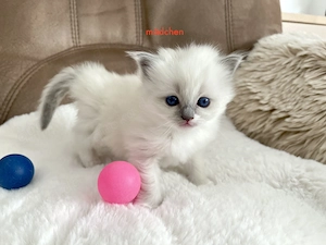 Wunderschöne Reinrassige Ragdoll 1 weibl. 1 männl.