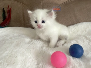 Wunderschöne Reinrassige Ragdoll 1 männl.