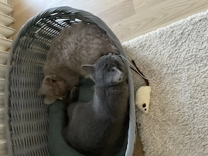 Bkh hauskatzen zu verkaufen VB