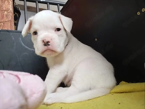 Zauberhafte, reinrassige Boxer Welpen ??