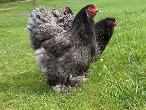 BRUTEIER Brahma blau grosse Rasse Bild 3