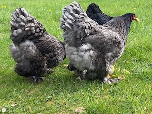 BRUTEIER Brahma blau grosse Rasse