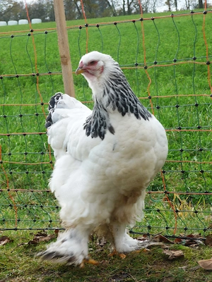 Bruteier BRAHMA weißschwarz columbia grosse Rasse