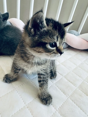 babykatzen 