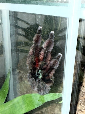 Vogelspinne Martini Versicolor 