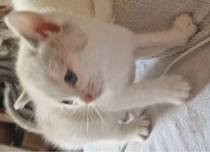 im auftrag zu verkaufen