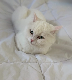 Wunderschöne Perserkatze sucht ein liebevolles Zuhause 