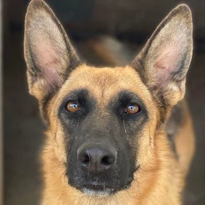 Wilma, geb. ca. 04 2021, lebt in GRIECHENLAND, im städt. Tierheim Serres