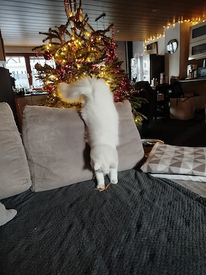Katze in gute Hände abzugeben 
