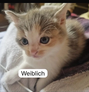 im auftrag zu verkaufen