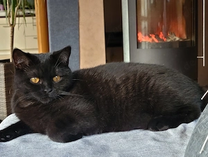 BKH Kitten Wurfankündigung (Abstammung vorhanden)