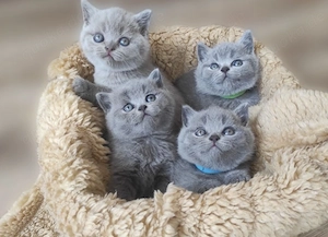 Süße BKH Kitten suchen ein liebevolles Zuhause.