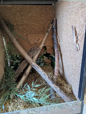 0.0.2 Hierodula membranacea inklusive Terrarien 