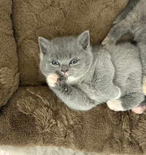 Bkh Kitten Kater Reinrassig