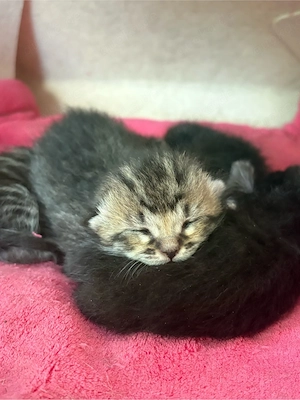 BKH Birma Mix Kitten