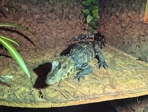 Stumpfkrokodil  3jahre 