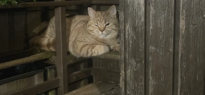 Dringend zuhause für BKH  gesucht 