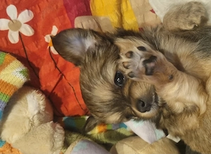 Zuckersüße Chihuahua Welpen 