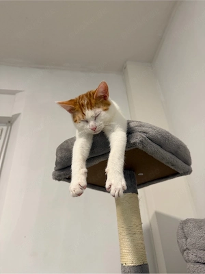 Tauber Kater sucht dringend Zuhause mit anderen Katzen