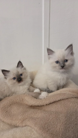 Heilige Birma - Ragdoll Edelmix Kitten