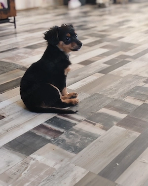 Süße Mäuse suchen Dosenöffner 