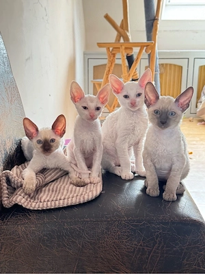 Cornish Rex Babys   selten, verschmust & Allergiker geeignet - sofort abgabebereit   