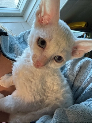 Cornish Rex Babys   selten, verschmust & Allergiker geeignet - sofort abgabebereit   