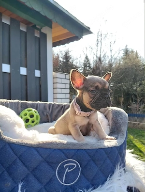 Französische Bulldogen Welpen 2 Weibchen Abgabebereit mit Ahnentafel