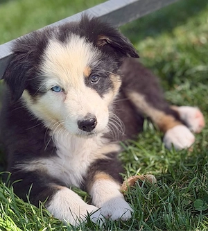Australian Shepherd Welpen    nur noch 2 frei   sofort auszugsbereit