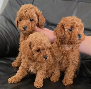 Toypudel Zwergpudel Welpen Weibchen