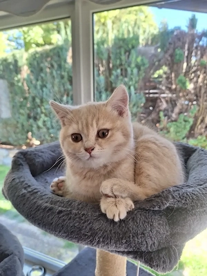 BKH Kitten weiblich sucht neues Zuhause. 