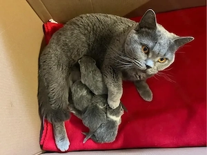 BKH Kitten mit Stammbaum!