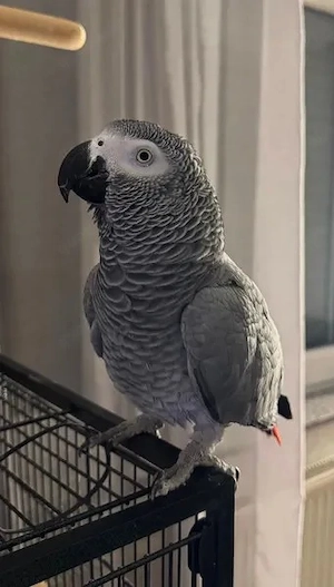Graupapagei abzugeben   nur mit Partnervogel