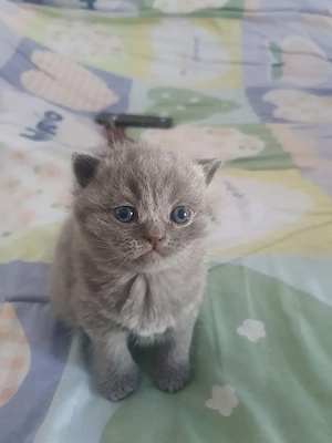 Bkh Mädchen blü reinrassig 