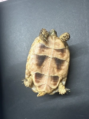 Schildkröte Bild 2