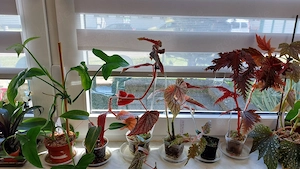 Bromelien, Farne, Moose, Orchideen, Ranken..... 