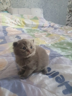 Bkh Katerchen blü reinrassig 