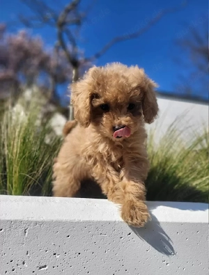 Pudel Toypudel Zwergpudel