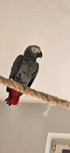 Verkauf von 2 Gongogaupapageien