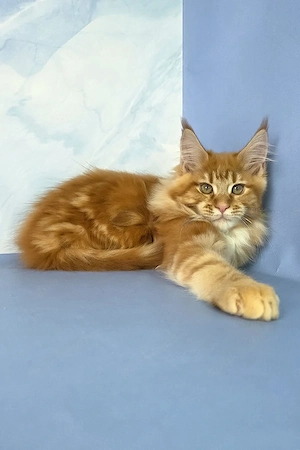 Elegantes Maine-Coon-Kätzchen (männlich, 3 Monate alt)   freundlich und familienfreundlich